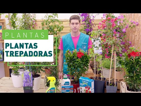 Enredaderas terraza: La mejor opción para decorar y embellecer tu espacio al aire libre