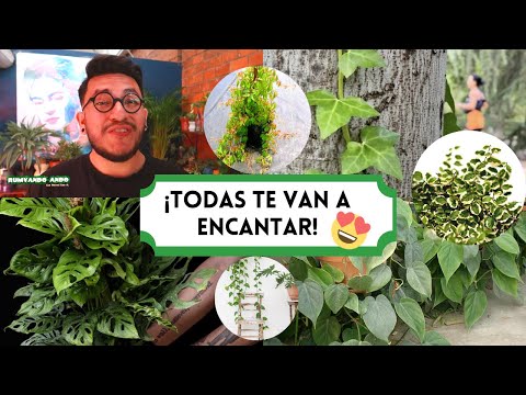 Enredaderas para pared: belleza natural en tu hogar