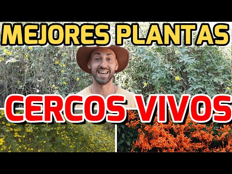 Jardineras para enredaderas: la solución perfecta para tu jardín