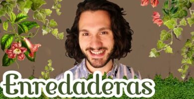 Enredaderas para jardín: la mejor opción para decorar tus espacios exteriores