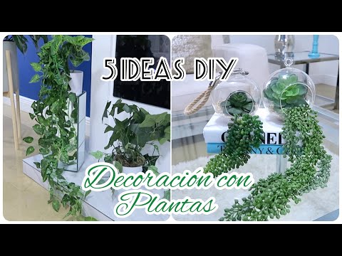 Enredaderas interiores: cómo decorar tu hogar con plantas colgantes