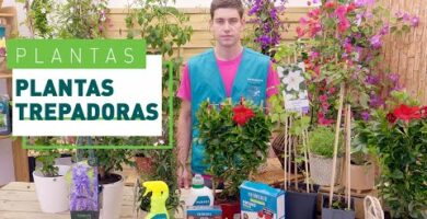 Tipos de plantas enredaderas: Guía completa y consejos