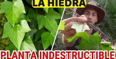 Enredaderas Bignonia: Todo lo que necesitas saber sobre estas plantas trepadoras