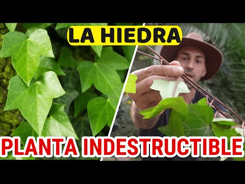 Enredaderas Bignonia: Todo lo que necesitas saber sobre estas plantas trepadoras