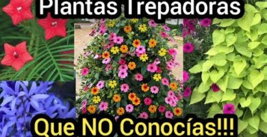 Enredaderas perennes con flores: belleza que perdura