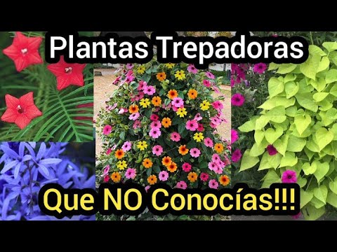 Enredaderas perennes con flores: belleza que perdura