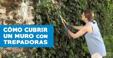 Rejas para enredaderas: la solución perfecta para tus plantas trepadoras