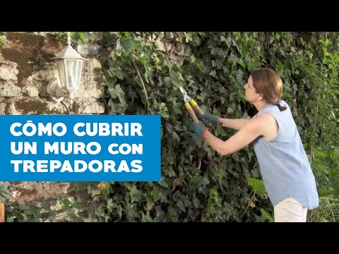 Rejas para enredaderas: la solución perfecta para tus plantas trepadoras