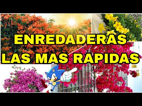 Enredaderas con flores: belleza natural para tu jardín