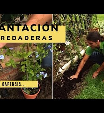 Semillas de enredaderas: Guía de cultivo y cuidados