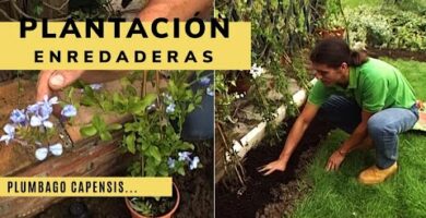 Semillas de enredaderas: Guía de cultivo y cuidados