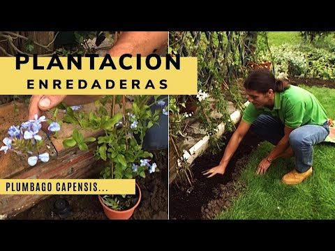 Semillas de enredaderas: Guía de cultivo y cuidados