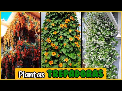 Plantas enredaderas con flor para exteriores: ¡Embellece tu jardín!