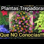 Enredaderas con flor: dibujo inspirador para tu hogar