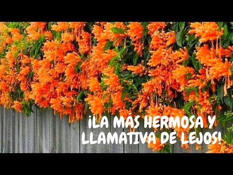 Enredaderas con flores naranjas: belleza natural en tu jardín