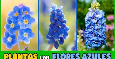 Enredaderas azules: la belleza natural que embellece tus espacios