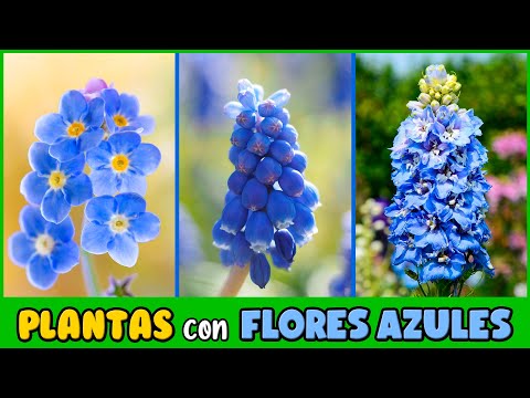 Enredaderas azules: la belleza natural que embellece tus espacios