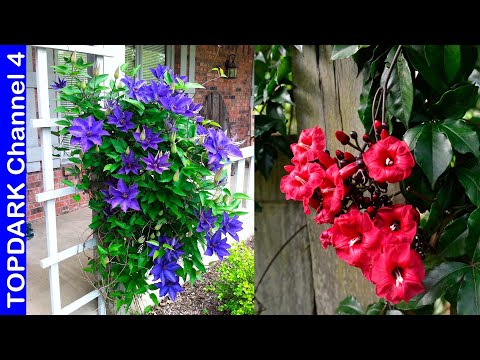 Enredaderas con flores moradas: La belleza natural en tu jardín