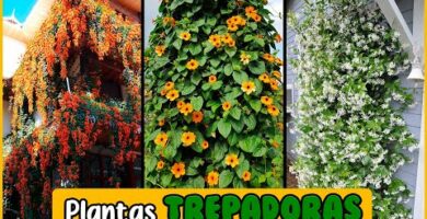 Plantas enredaderas con flor: belleza natural para tu hogar