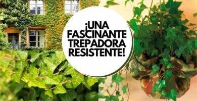 Consejos para el cuidado de enredaderas: ¡Mantén tus plantas enredaderas saludables!