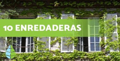 Enredaderas: Nombre científico, características y cuidados