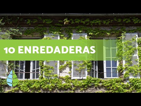 Enredaderas: Nombre científico, características y cuidados