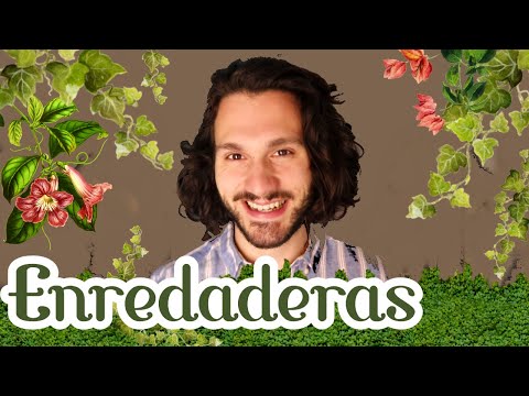 Enredaderas florales: la belleza que se trepa