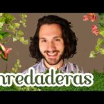 Enredaderas sin flor: una opción decorativa sin necesidad de flores