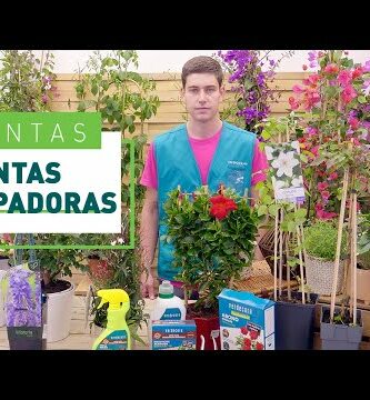 Mejores plantas trepadoras: guía completa para decorar tu hogar