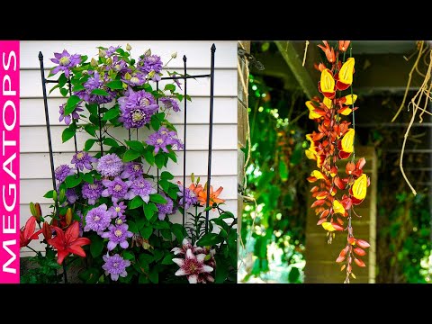 Plantas trepadoras: descubre las enredaderas más hermosas