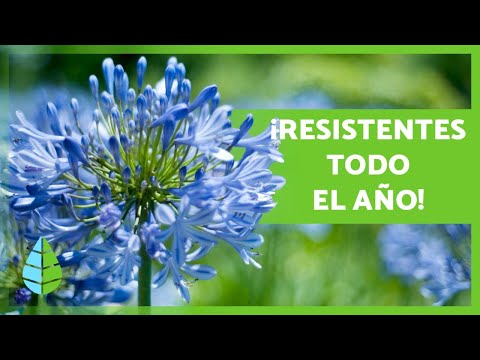 Enredaderas perennes resistentes al frío: Las mejores opciones para tu jardín